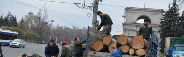 Sâmbătă în capitală se vor desfăşura lucrări de curăţare sanitară a arborilor