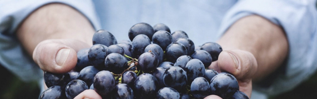 Молдова расширяет возможности: около 200 тонн винограда экспортируют в ЕС