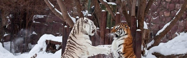 Кишиневский зоопарк заботится о животных