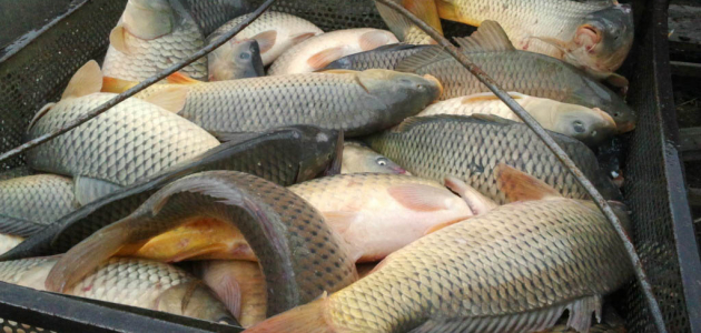 ANSA уничтожило более 3500 кг рыбы