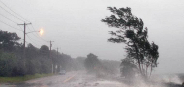 Ураган повалил 227-летнее дерево