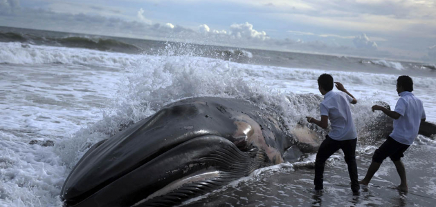 В Испании в желудке кита нашли 29 кг пластика