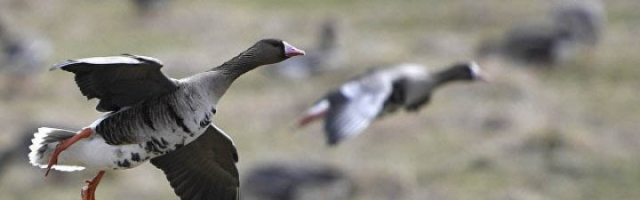 В США на город упали десятки мертвых гусей