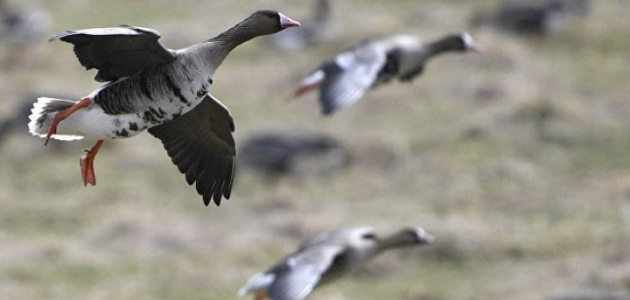 В США на город упали десятки мертвых гусей
