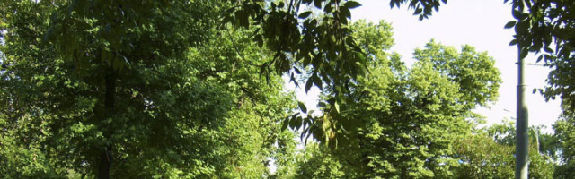 В этом году в Кишиневе восстановят два парка