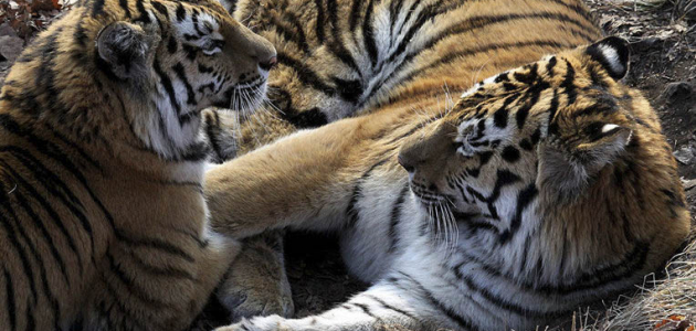 Спасенных в Приморье тигров выпустят на волю