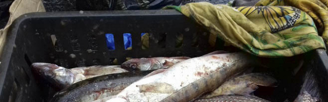 У двух граждан Молдовы конфисковали рыбу без документов
