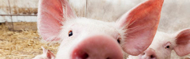 В Молдову попала Африканская чума свиней