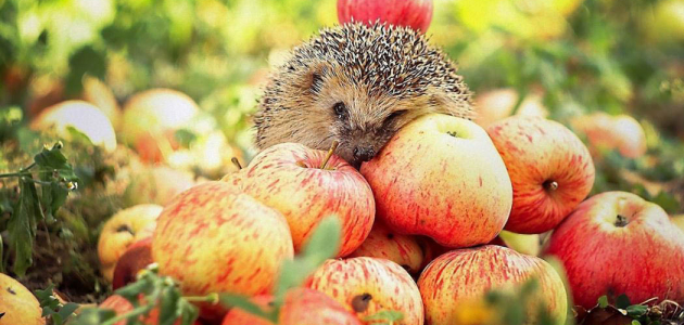 Молдавские яблоки появятся на Израильских рынках