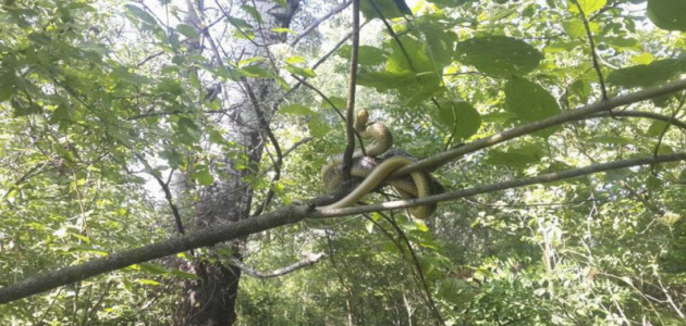 В близи Молдавской границы обнаружили гигантскую змею
