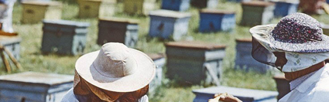 Семь молдавских пчеловодов остались практически без пчел