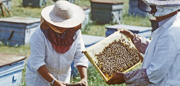 Семь молдавских пчеловодов остались практически без пчел