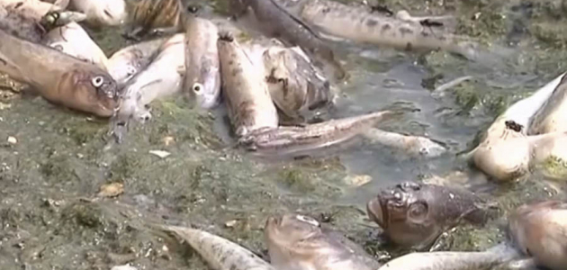 Найдена причина, по которой массово гибнет рыба в Вулканештах