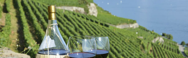 Молдова и Италия будут сотрудничать в области виноделия