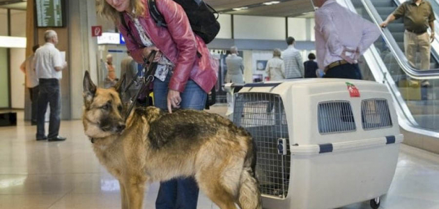Собака открыла багажный отсек авиалайнера во время перелёта