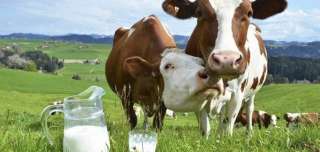 Молдавское молоко может исчезнуть