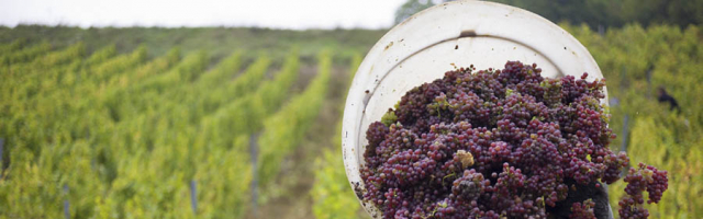 В Молдове в этом году урожай винограда больше обычного