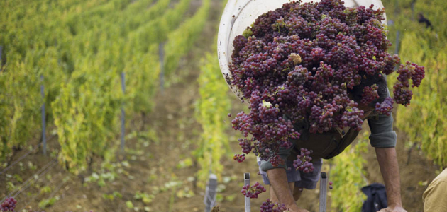 В Молдове в этом году урожай винограда больше обычного