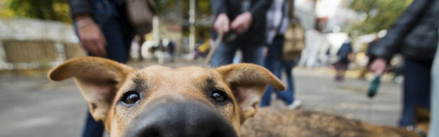 Первый центр стерилизации бездомных собак откроется в Кишиневе