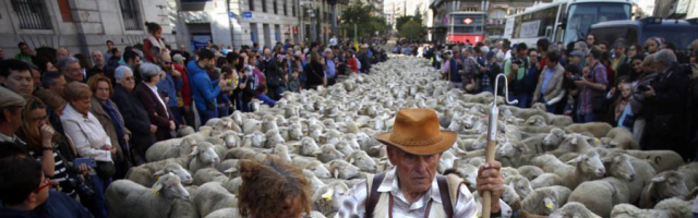 По улицам Мадрида прошли 2000 овец