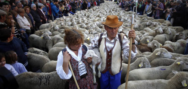 По улицам Мадрида прошли 2000 овец