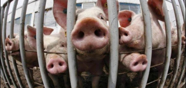 Фермеры Молдовы получат деньги за больных свиней