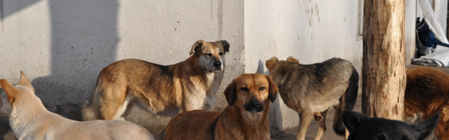 В Бельцах все больше бродячих собак