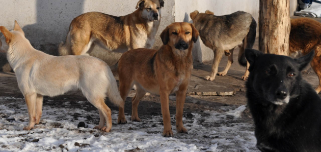 В Бельцах все больше бродячих собак