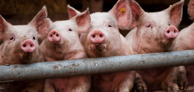В Гагаузии еще одна вспышка африканской чумы свиней