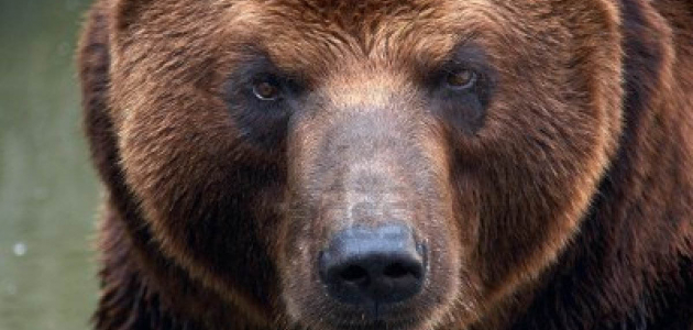 Для медведей столичного зоопарка построят новые вольеры