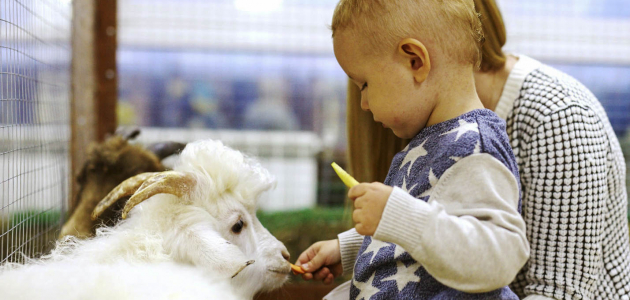 В столице Молдовы откроют контактный зоопарк