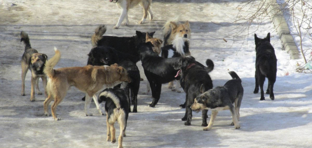 Более 160 собак прошли через бельцкий приют всего за полгода