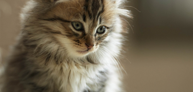 В Бельцах добровольцы спасли от смерти котенка (ФОТО)