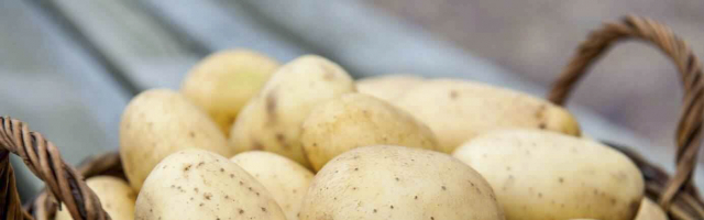 Беларусь увеличила экспорт картофеля в Молдову