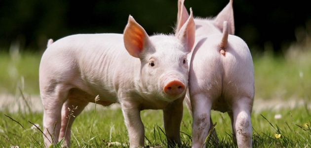 Молдова приостановила ввоз свинины