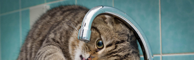 Consumatorii vor rămâne mâine fără apă la robinet
