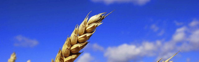 На севере Молдовы выращивают новые сорта пшеницы