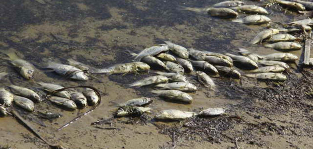 В заводях Днестра погибла рыба