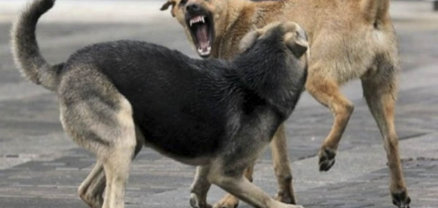 В Молдове зафиксировали 900 случаев нападений бродячих собак