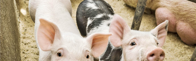 В Комрате все есть угроза Африканской чумы свиней