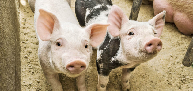 В Комрате все есть угроза Африканской чумы свиней