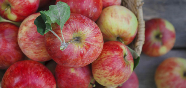 Фермеры Молдовы собрали хороший урожай яблок