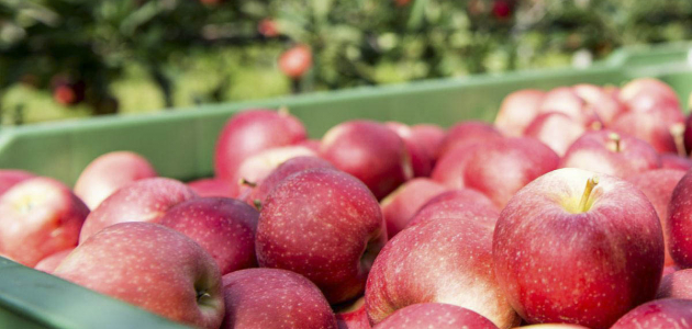 Власти хотят открыть новые рынки для экспорта фруктов