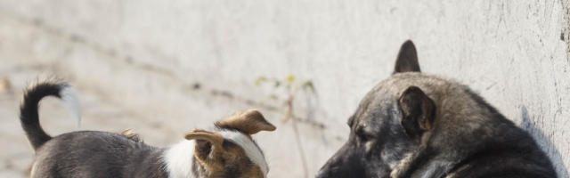 Эксперты из Киева приехали обучать нас отлову бездомных собак