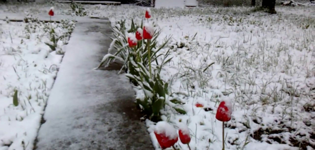 Сегодня в Молдове обещают снег
