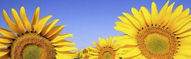 În următoarele săptămâni prețul la floarea soarelui va crește?