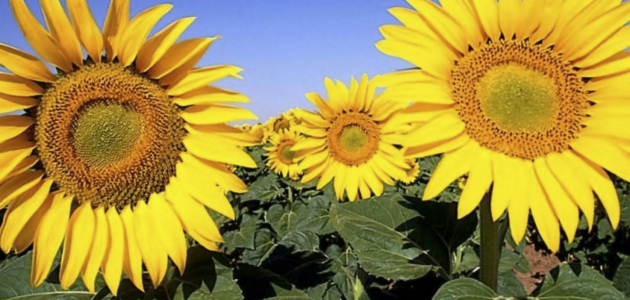 În următoarele săptămâni prețul la floarea soarelui va crește?