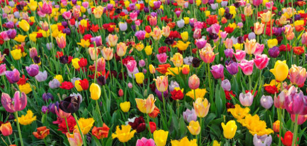 Нидерландские цветочники уничтожили 140 млн тюльпанов