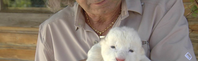 В испанском зоопарке родился львенок альбинос
