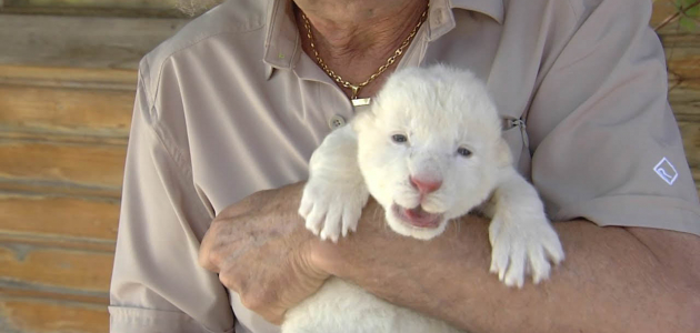 В испанском зоопарке родился львенок альбинос